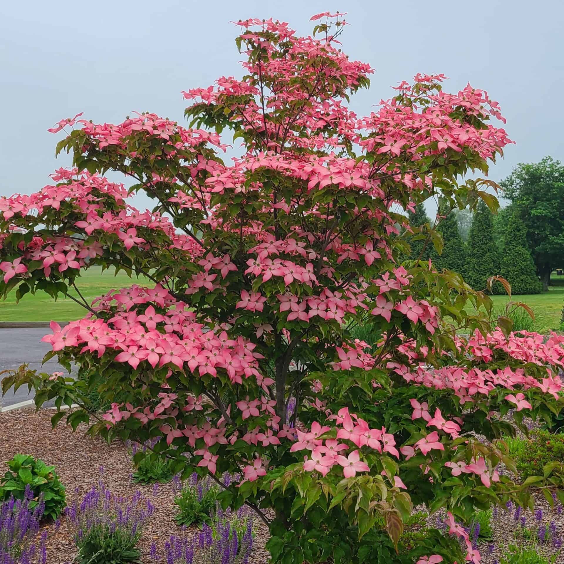 Pink flowering shrub in a garden bed with purple flowers and green lawn in the background