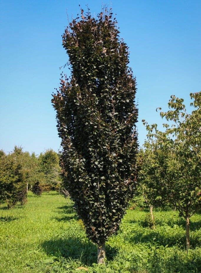 Tall narrow ornamental tree with dark leaves in a green orchard under a blue sky