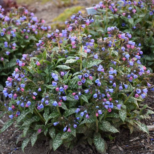 Cluster of purple-blue flowers and green leaves growing in a garden bed