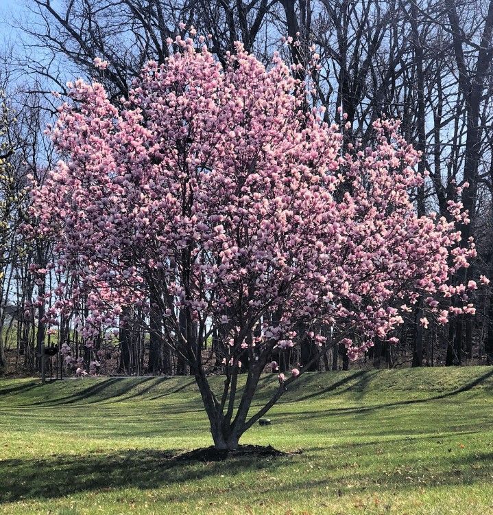 Pink flowering tree in a grassy park with bare trees in the background