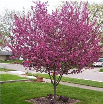 Pink-flowering ornamental tree in a suburban front yard beside a sidewalk and street