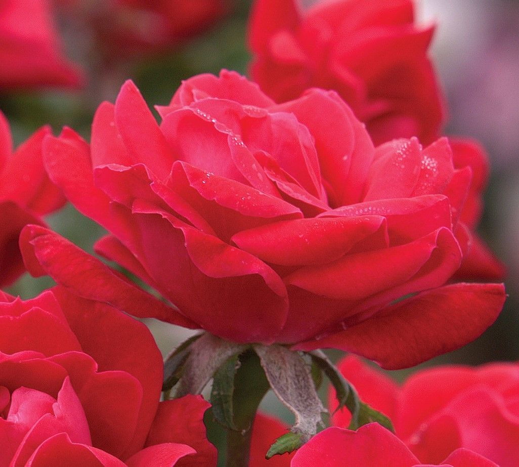 Close-up of vibrant pink roses blooming in a garden