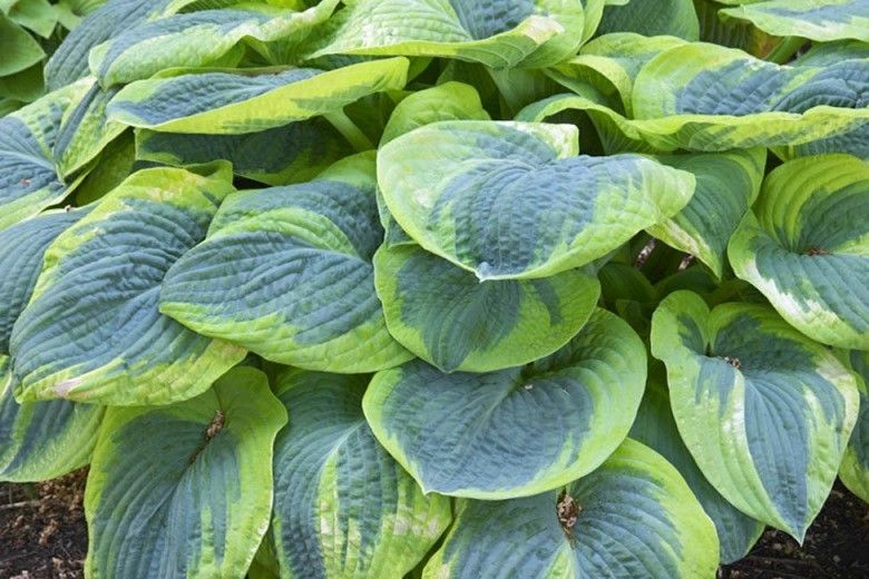 Green and blue hosta leaves forming a dense garden groundcover