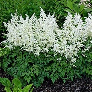 White astilbe flowers blooming above lush green foliage in a garden bed