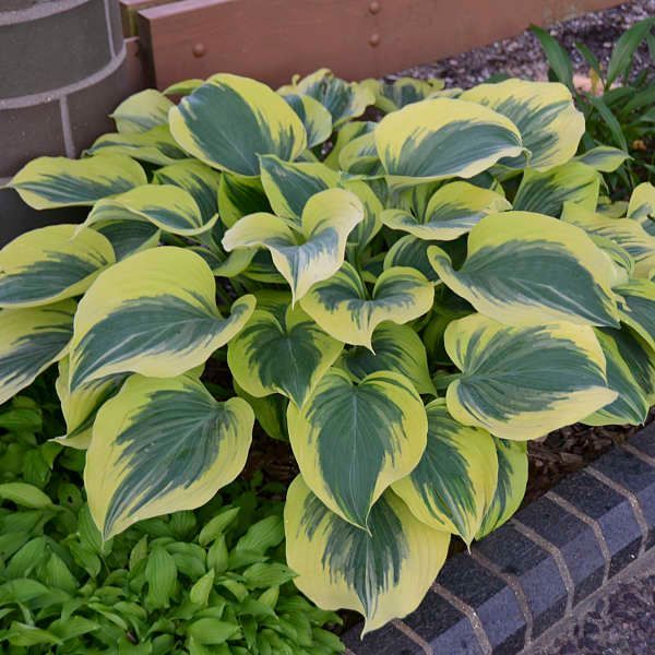 Variegated hosta with green and yellow leaves growing in a garden bed