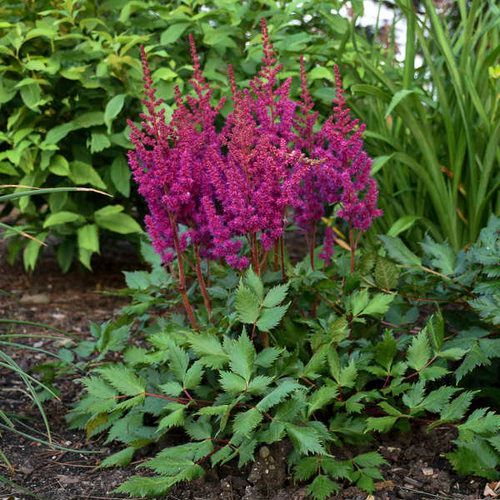 Bright magenta astilbe flowers blooming in a garden bed with green foliage