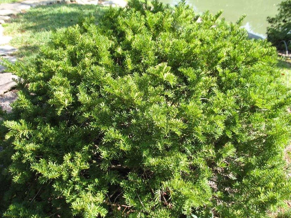 Dense green shrub with bright foliage in a grassy outdoor area