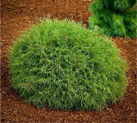 Round green shrub in a mulched garden bed