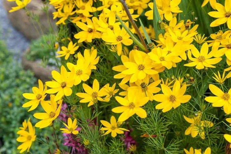 Yellow wildflowers blooming among green foliage and rocks