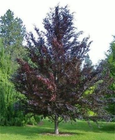 Purple-leaved ornamental tree in a grassy park with green trees in the background