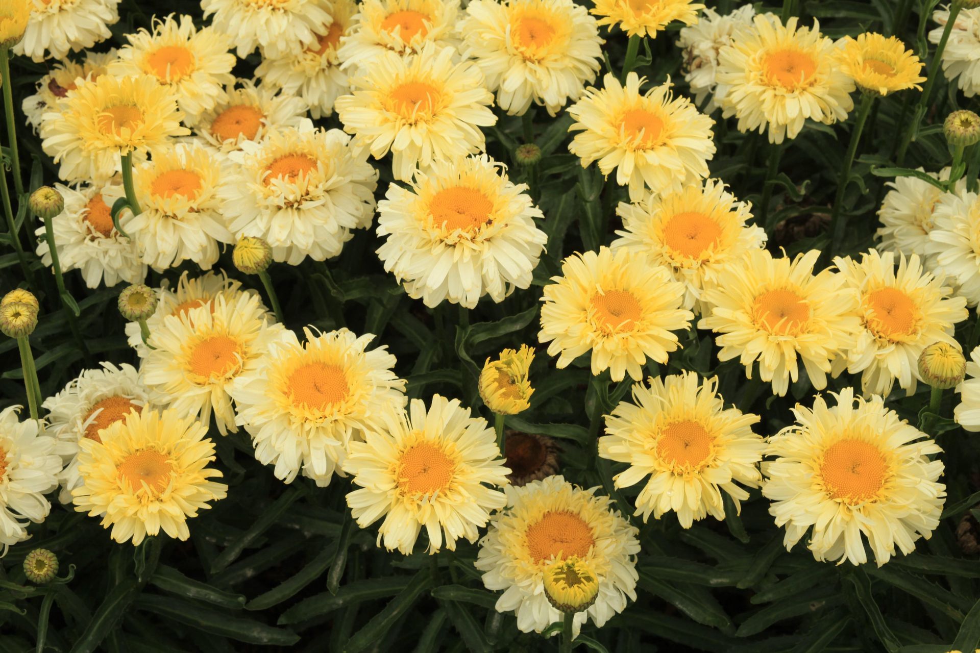Cluster of pale yellow daisies with orange centers in a dense garden bed