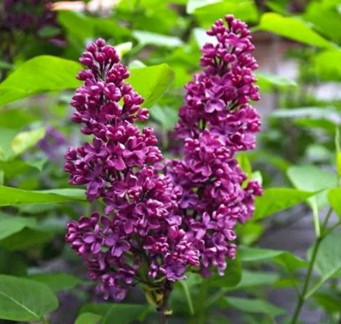 Purple lilac flowers blooming amid green leaves