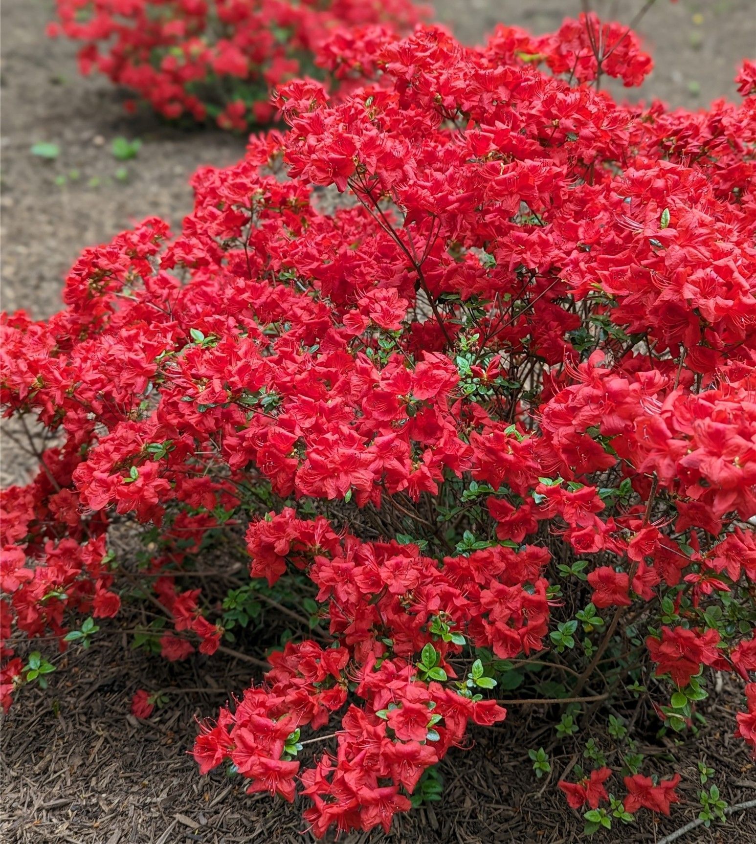 Bright red azalea bushes blooming in a garden bed