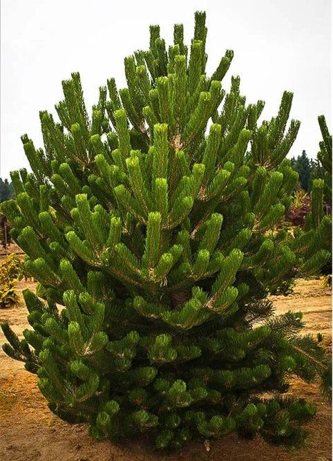 Dense green shrub with many upright branches in a sandy outdoor area
