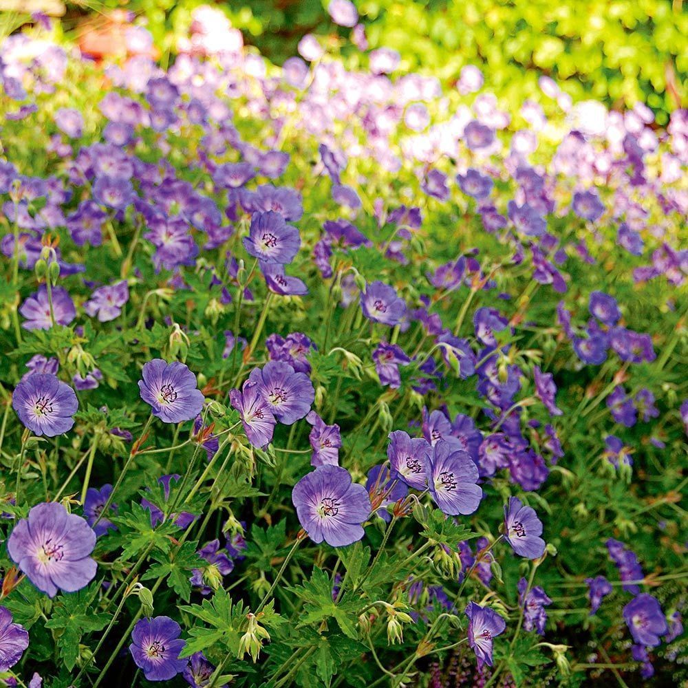 Purple wildflowers blooming in a sunlit meadow with green foliage