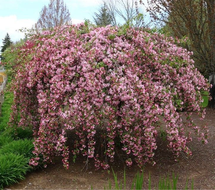 Pink flowering shrub with cascading blossoms in a garden setting