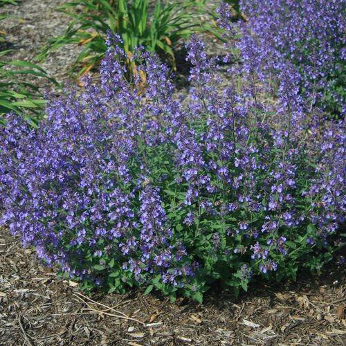 Purple flowers blooming in a garden bed with mulch and green foliage