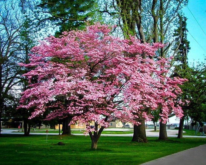 Pink flowering tree in a green park with tall trees and a walkway nearby