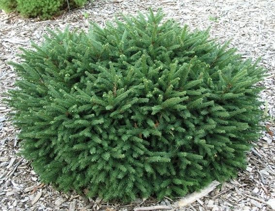 Round green evergreen shrub in a mulch bed