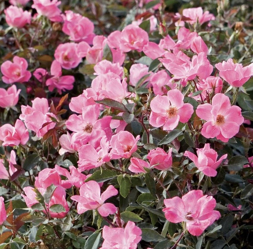 Pink azalea blossoms blooming densely among dark green leaves