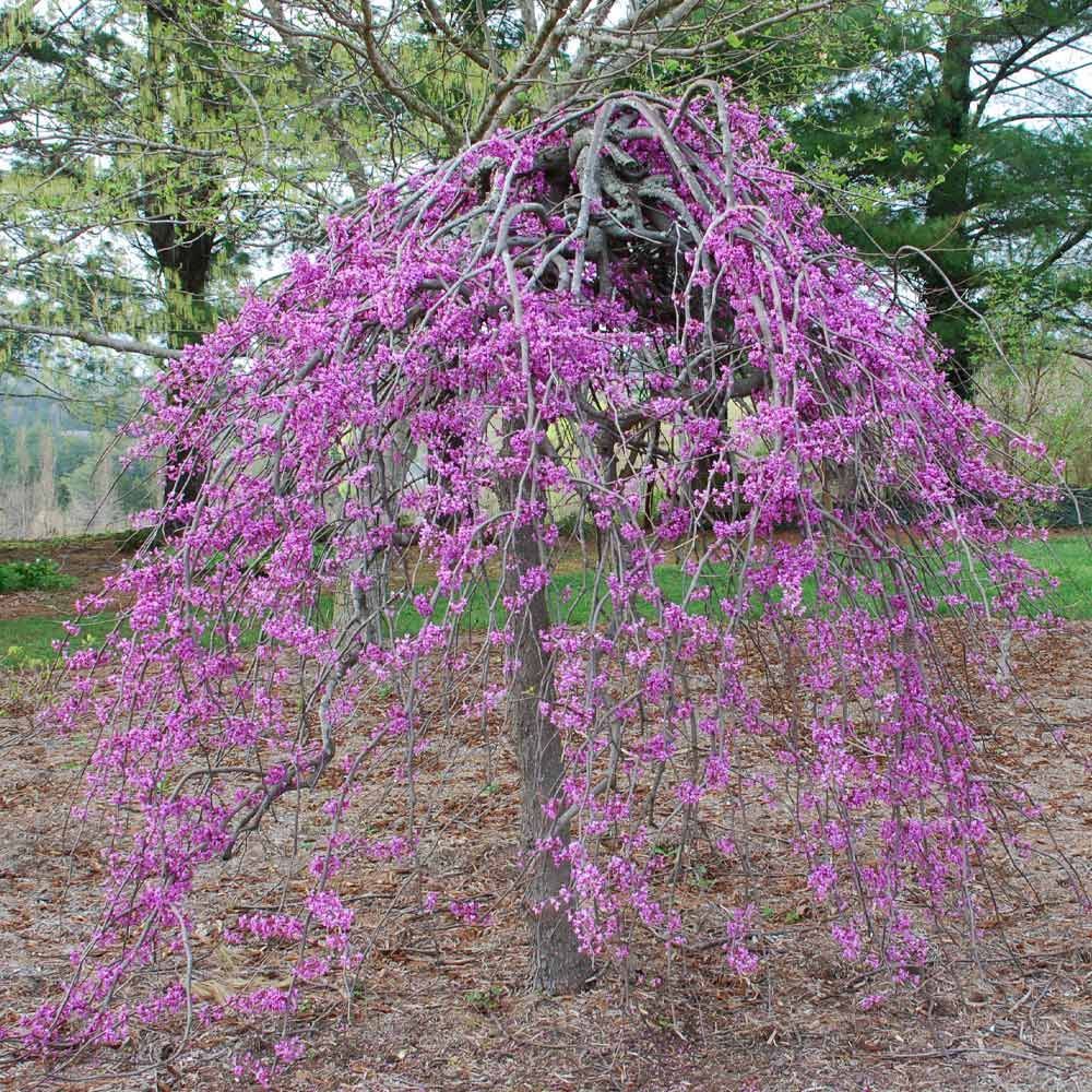 Pink flowering weeping tree in a garden, with cascading blossoms and bare ground beneath.