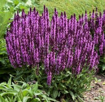 Purple flowering plant in a garden with tall spikes and green foliage