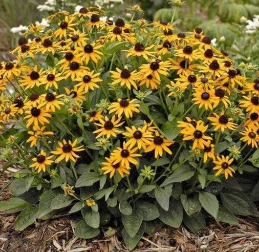 Yellow black-eyed Susans blooming in a dense garden mound with green leaves