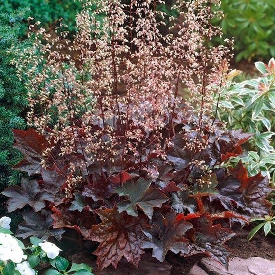 Dark red ornamental plant with pink feathery flower spikes in a garden bed