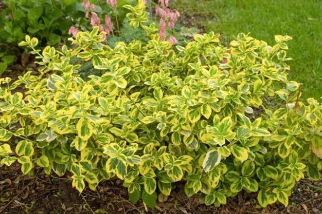 Variegated green-and-yellow shrub with pink flowers in a garden bed
