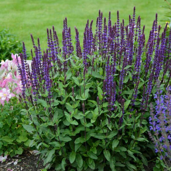 Purple salvia flowers in a garden bed, with pink and blue blooms in the background.
