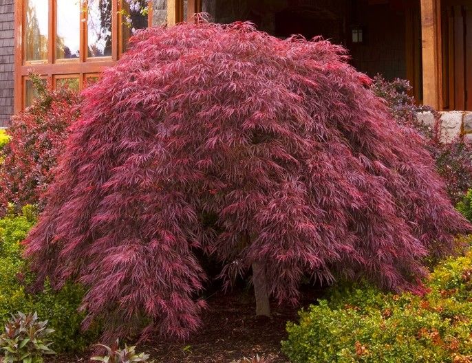 Large burgundy ornamental shrub in a garden beside a house