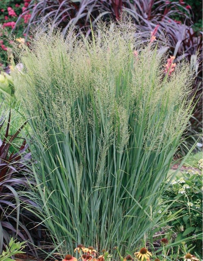Tall green ornamental grass with feathery pale seed heads in a garden bed