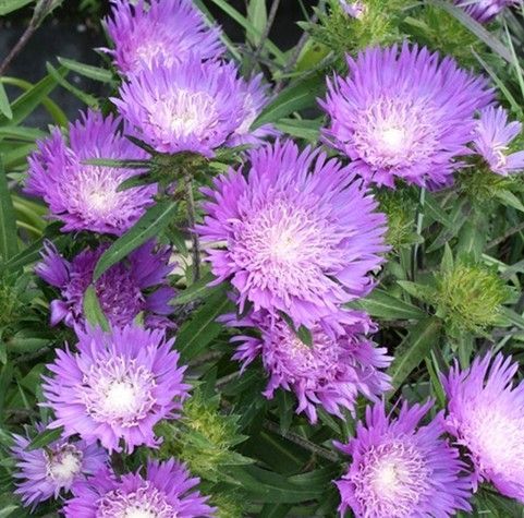 Purple wildflowers with spiky petals and green stems in a garden setting