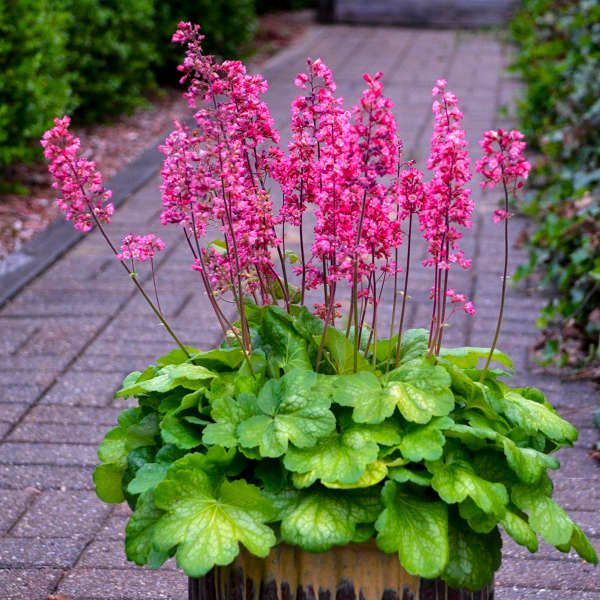 Potted pink flowering plant with lush green leaves on a stone patio