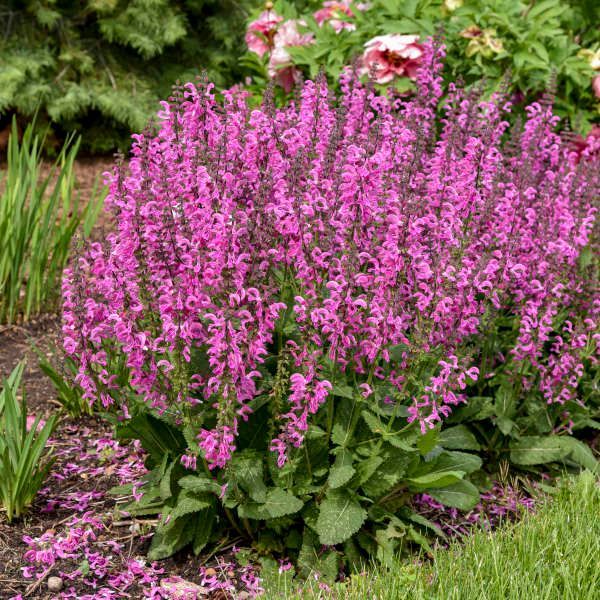 Pink-purple flowering garden plant with tall spikes in a green landscaped bed