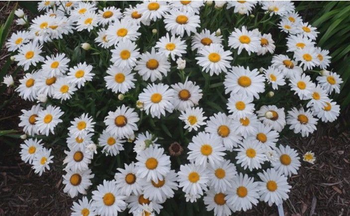White daisies with yellow centers densely covering a garden bed