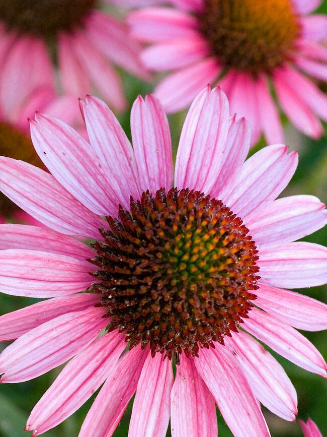 Pink coneflower in bloom with a spiky orange-brown center, against a blurred floral background
