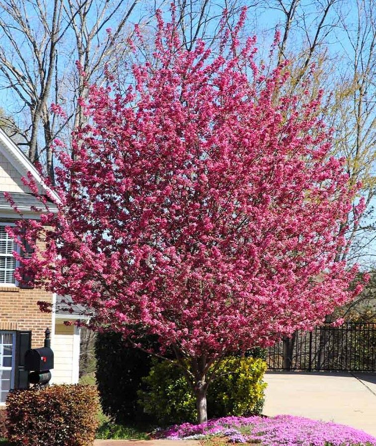 Bright pink flowering tree beside a house, with blossoms covering the yard in spring.