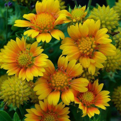Cluster of yellow-orange daisy-like flowers with green buds and leaves