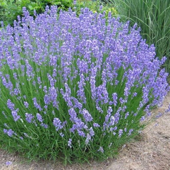 Purple lavender bush growing in a garden bed beside dry mulch and green grass
