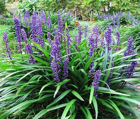 Purple flowering plants with long green leaves in a garden bed