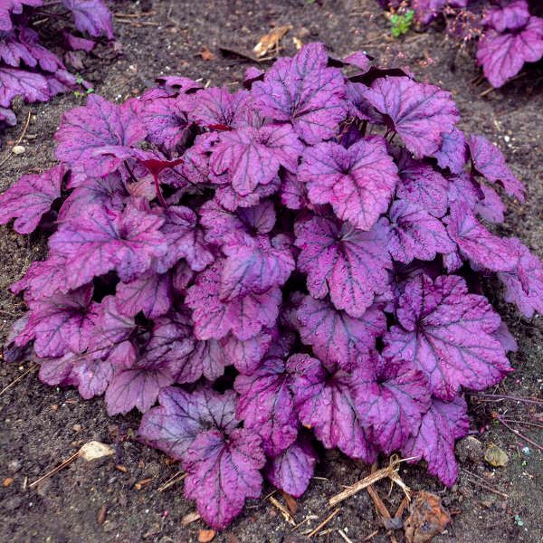 Purple heuchera plant with ruffled leaves growing in a garden bed