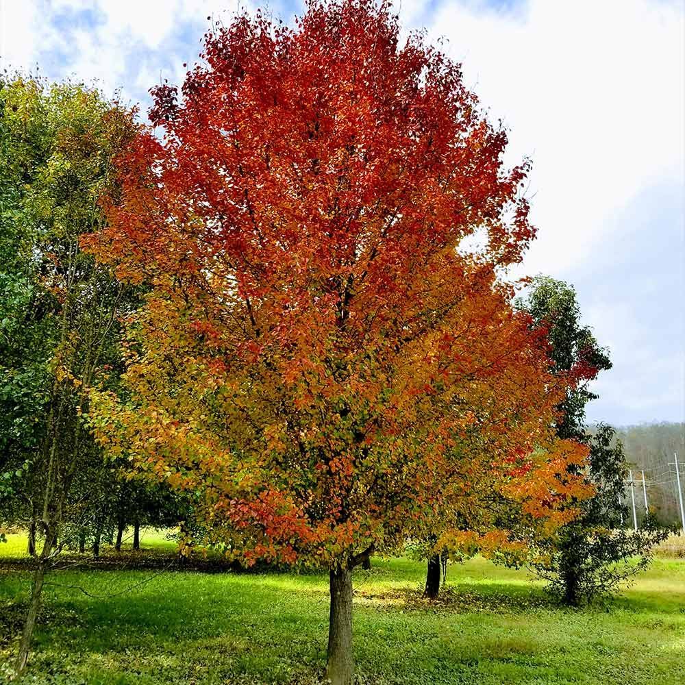 Red-orange autumn tree in a grassy park under a partly cloudy sky