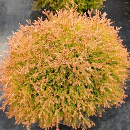 Round orange-green shrub seen from above on a gray background