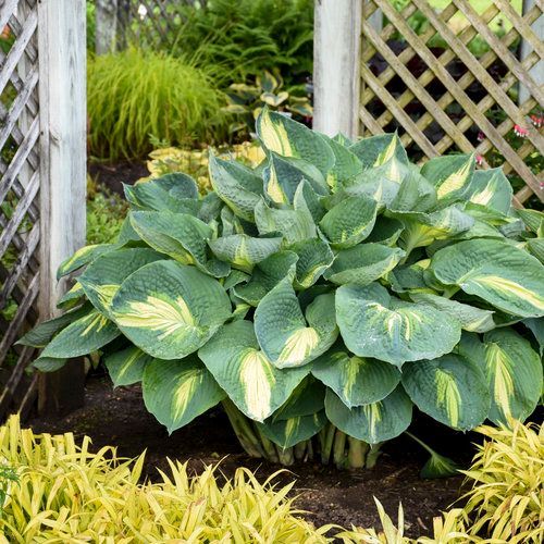 Lush green hosta plant with variegated leaves in a garden bed near a white lattice trellis