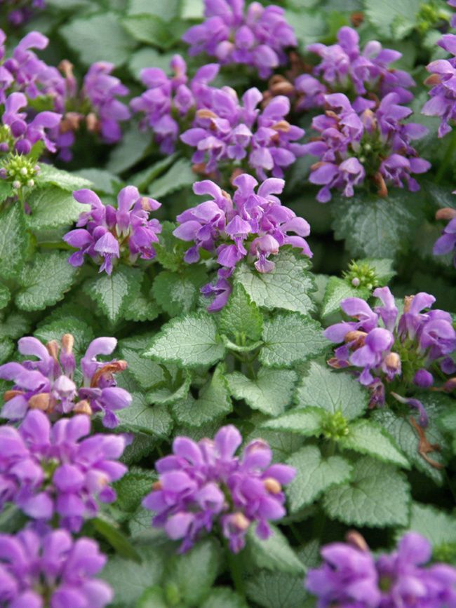 Cluster of purple flowers with green leaves in a garden.