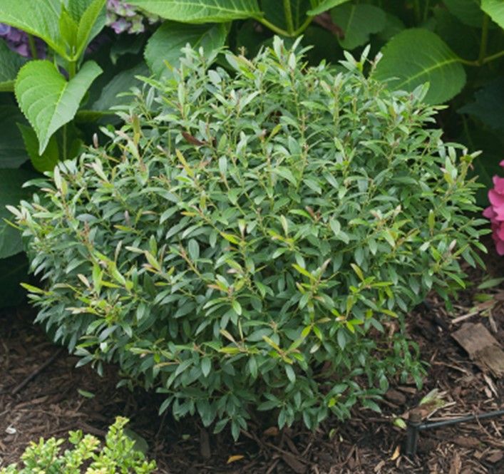 Round green shrub with narrow leaves in a garden bed, surrounded by larger green foliage.