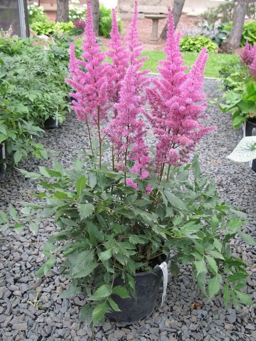Potted pink astilbe flowers in a garden bed with gravel and greenery