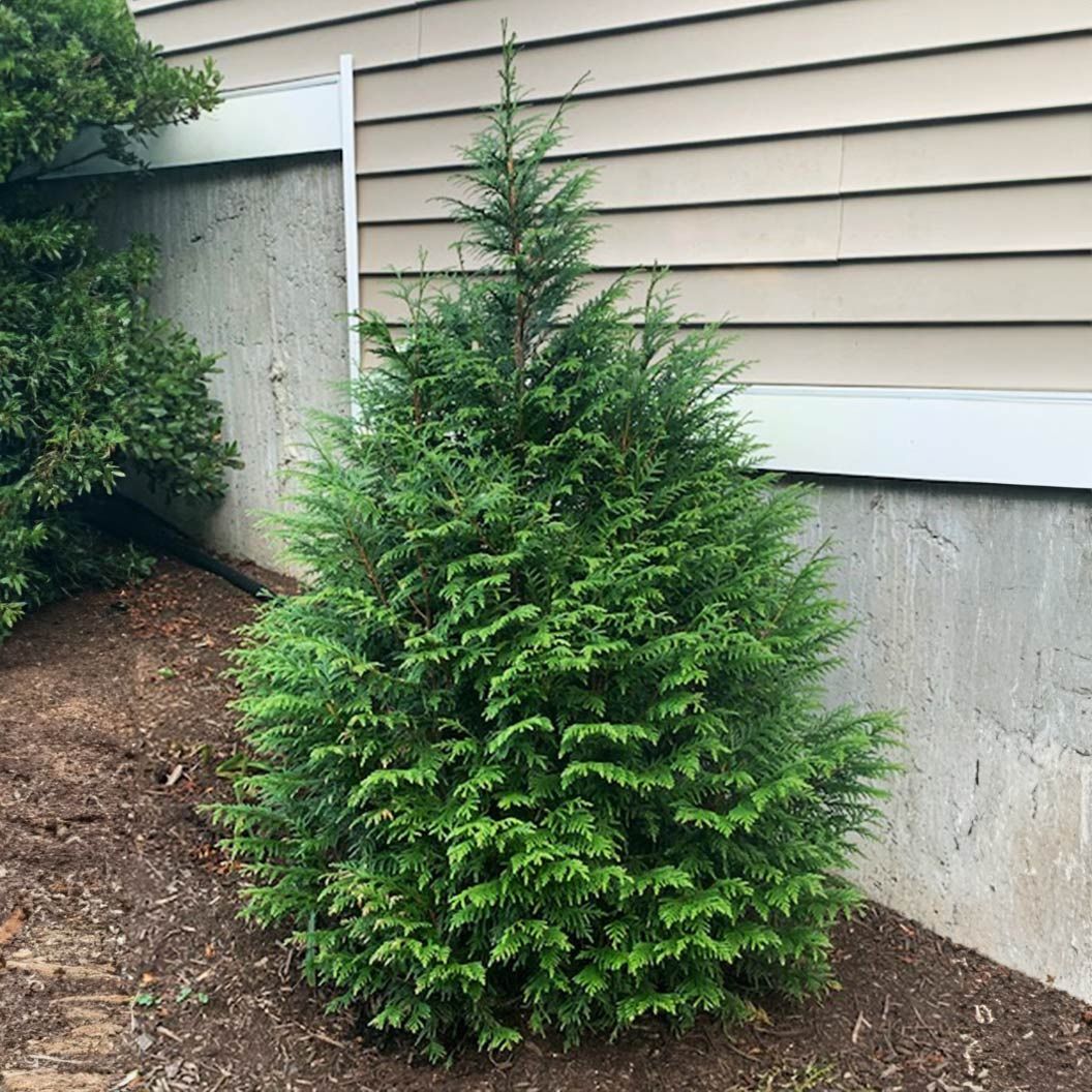 Small evergreen shrub beside a house foundation and concrete wall