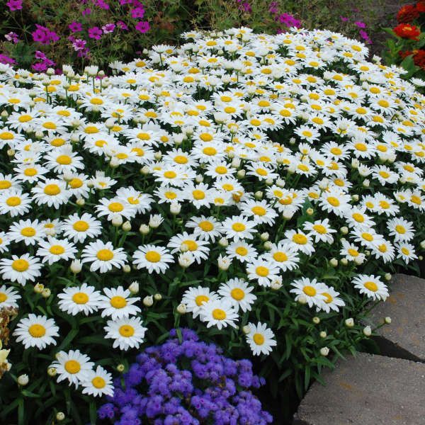 White daisies with yellow centers bloom among purple flowers in a garden bed.